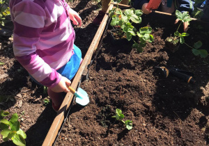 Dzieci sadzą sadzonki owocowe3